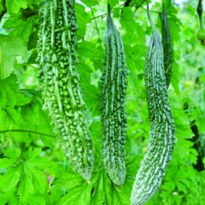 Bitter Gourd Abhilekh F1