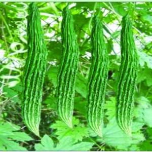 Bitter Gourd Swarup