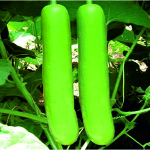 Bottle Gourd Sarad F1
