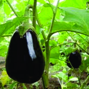 Brinjal Aardhya F1