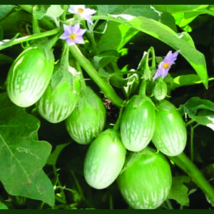 Brinjal Green Gold F1