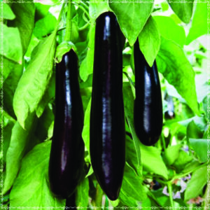 Brinjal Lambodaram F1