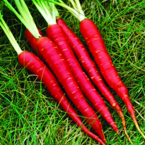 Carrot Bhupati