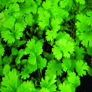 Coriander Sugandha Imp