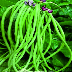 Cowpea Durja