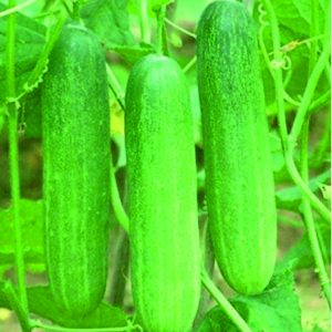 Cucumber Ganesh