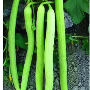 Long Melon Taksh