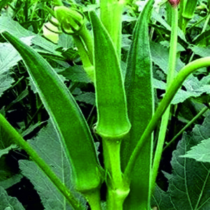 Okra Nitya