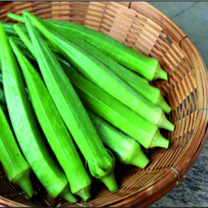 Okra Radha-121 F1