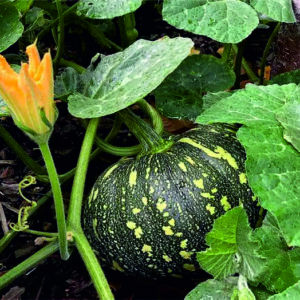 Pumpkin Mahabali F1