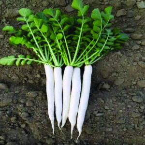 Radish White King F1