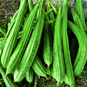 Ridge Gourd Anav