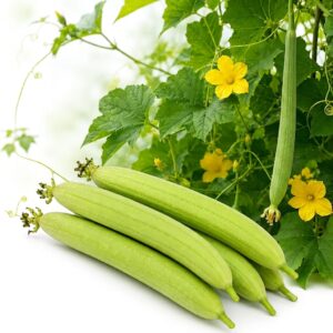 Spounge Gourd Meera F1