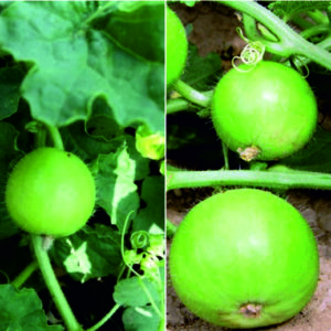Tinda Tarun F1